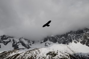 Hawk flying in snow mountains